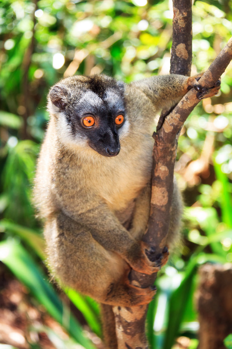 Διαδρομή με 4x4 στο δάσος Περινέ