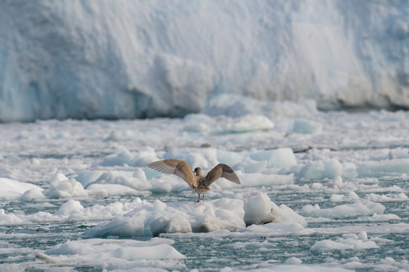 ΓΡΟΙΛΑΝΔΙΑ – Παγετώνας Έκιπ (κρουαζιέρα αξίας €350 που περιλαμβάνεται στο πρόγραμμα!)