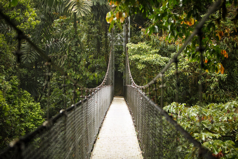 Οι εναέριες γέφυρες που αιωρούνται πάνω από τη ζούγκλα
