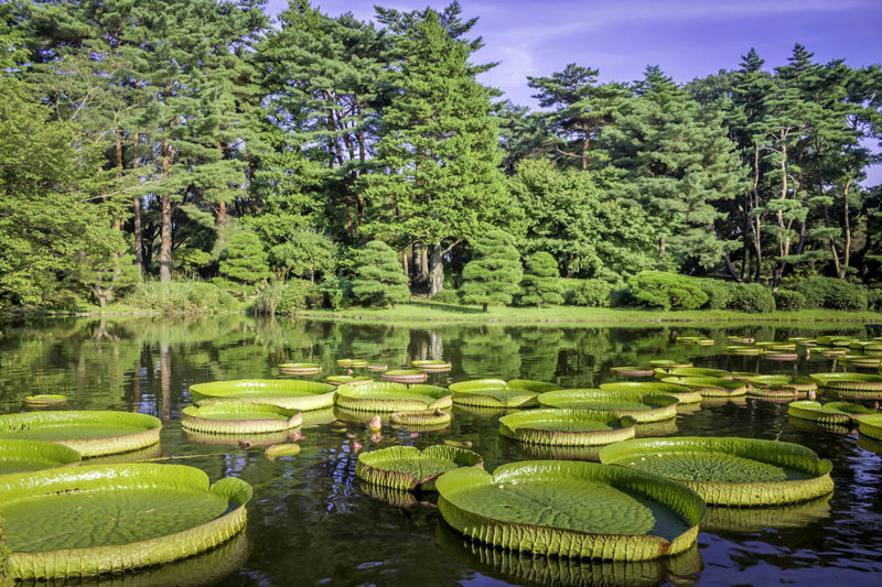 Νούφαρα Victoria Amazonica