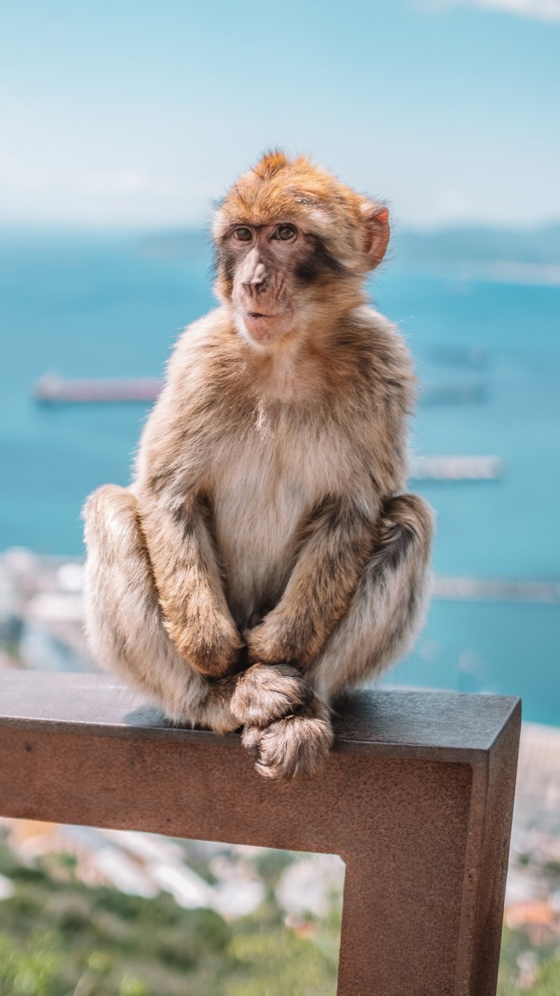 Aνεβείτε στον εμβληματικό Βράχο του Γιβραλτάρ 