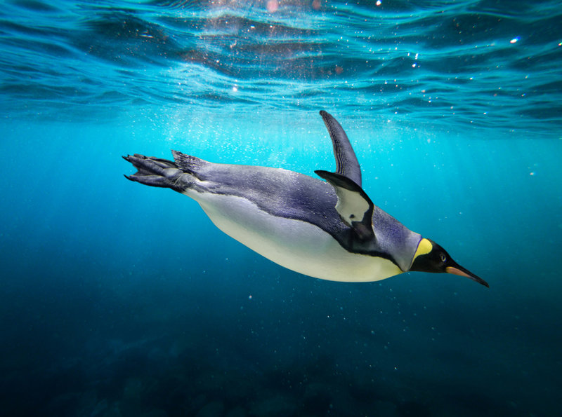 Οι κάτοικοι της Ανταρκτικής