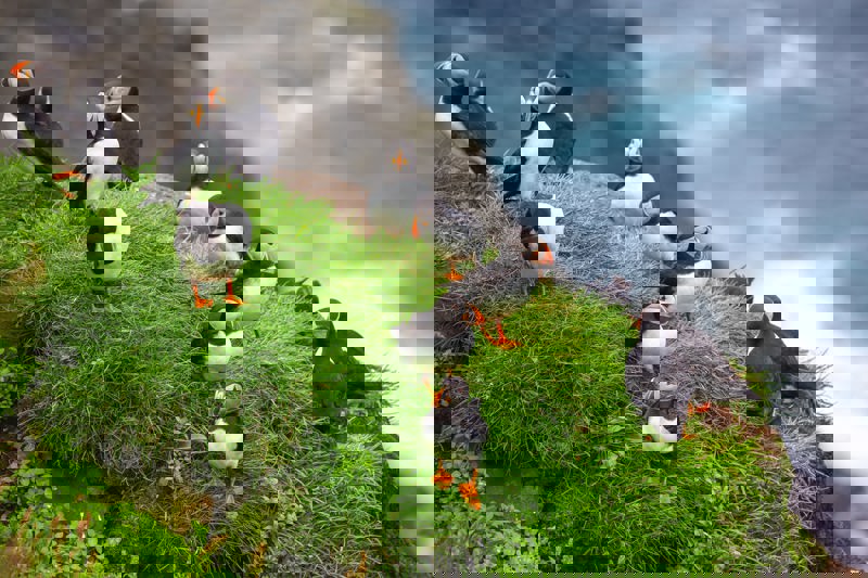 Πάφιν στα Νησιά Φερόε