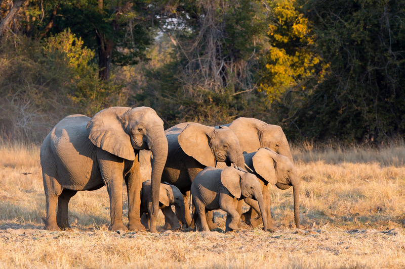 Σαφάρι στη Νότια Κοιλάδα του Ζαμβέζη