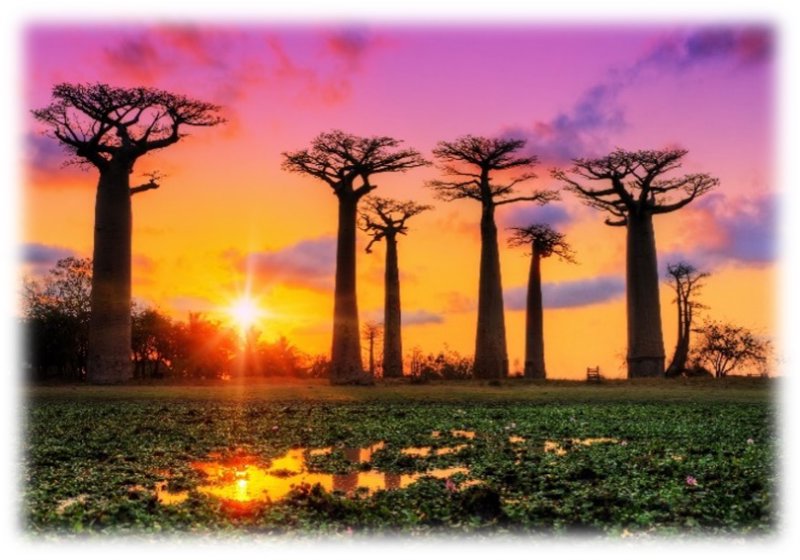 Το ηλιοβασίλεμα στη Λεωφόρο των Μπαομπάμπ