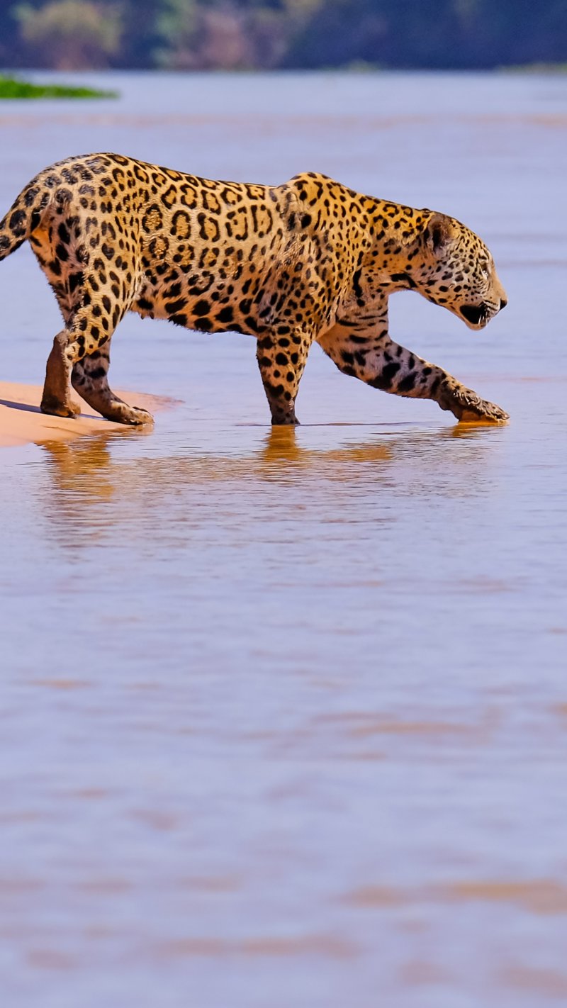 Διπλή εξόρμηση για να δούμε τζάγκουαρ! 