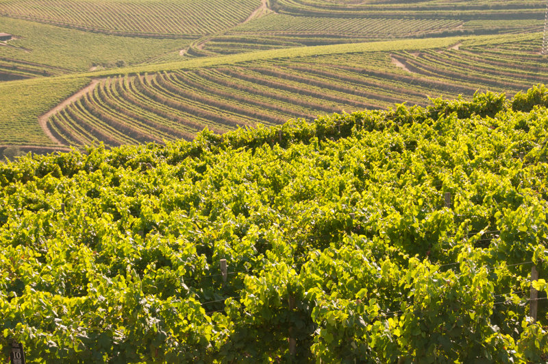 ΣΑΝΤΙΑΓΟ ΝΤΕ ΚΟΜΠΟΣΤΕΛΑ – ΠΟΡΤΟ (πτήση επιστροφής)