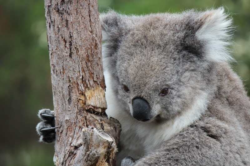 Καταφύγιο άγριας ζωής, Μπλε Βουνά