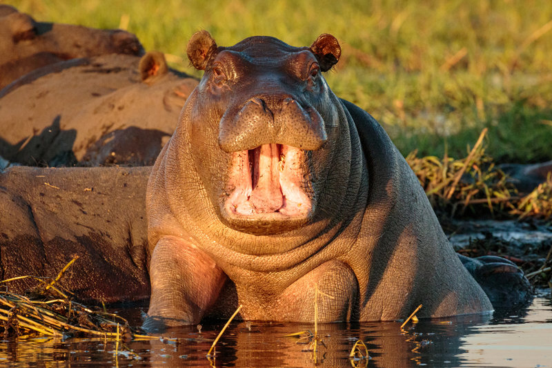 Πλωτό σαφάρι στο Εθνικό Πάρκο Τσόμπε