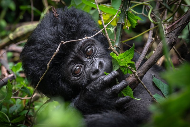 Το Bwindi Impenetrable Forest