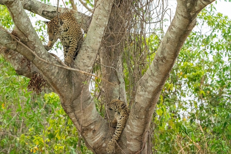  ΖΟΥΓΚΛΑ ΠΑΝΤΑΝΑΛ  