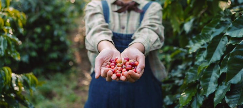 Γνωριμία με το Candirejo