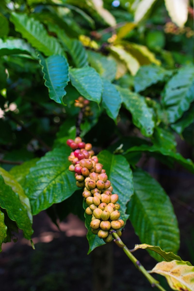 Επίσκεψη σε φυτεία καλλιέργειας καφέ 