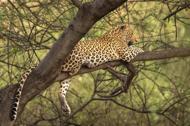 ΚΑΤΖΟΥΡΑΧΟ (ξενάγηση) – Εκδρομή στα γύρω χωριά – ΕΘΝΙΚΟ ΠΑΡΚΟ ΠΑΝΝΑ