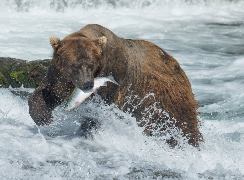  Αλάσκα  - Εξερεύνηση της άγριας ζωής, με επέκταση στον Εσωτερικό Δίαυλο