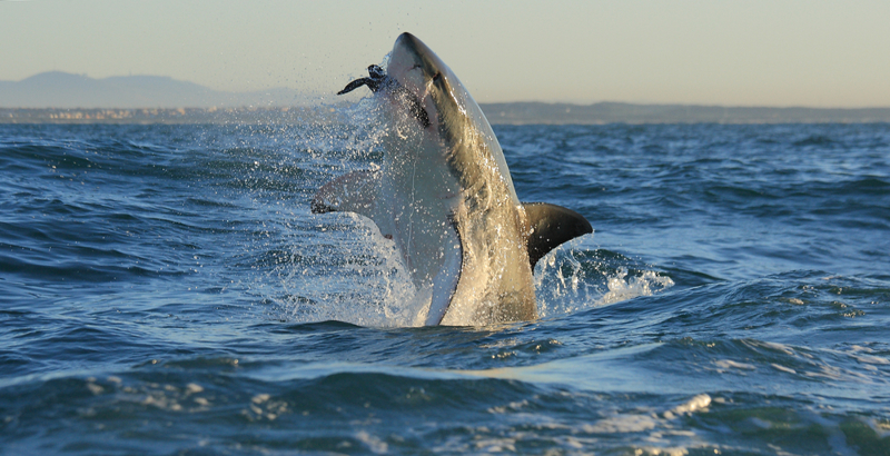 Σαφάρι με καρχαρίες!