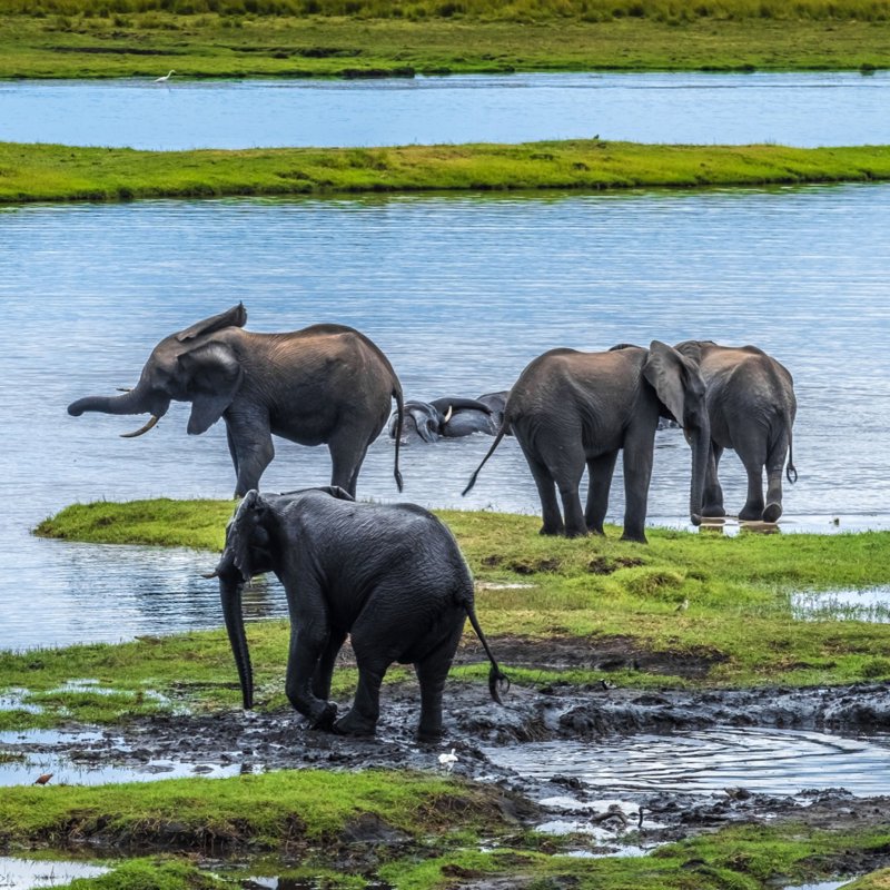 African bush elephant