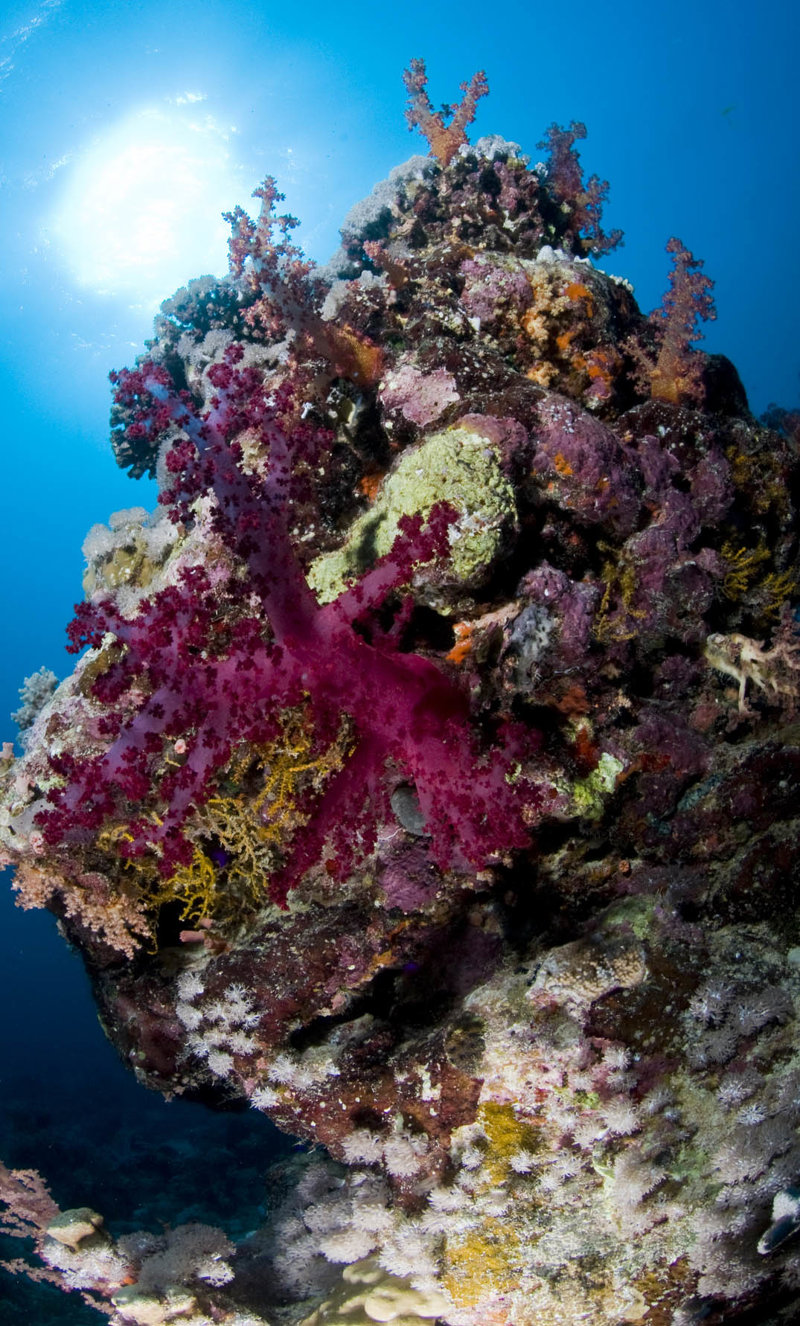 Κρουαζιέρα στο Εθνικό Πάρκο Ρας Μοχάμεντ