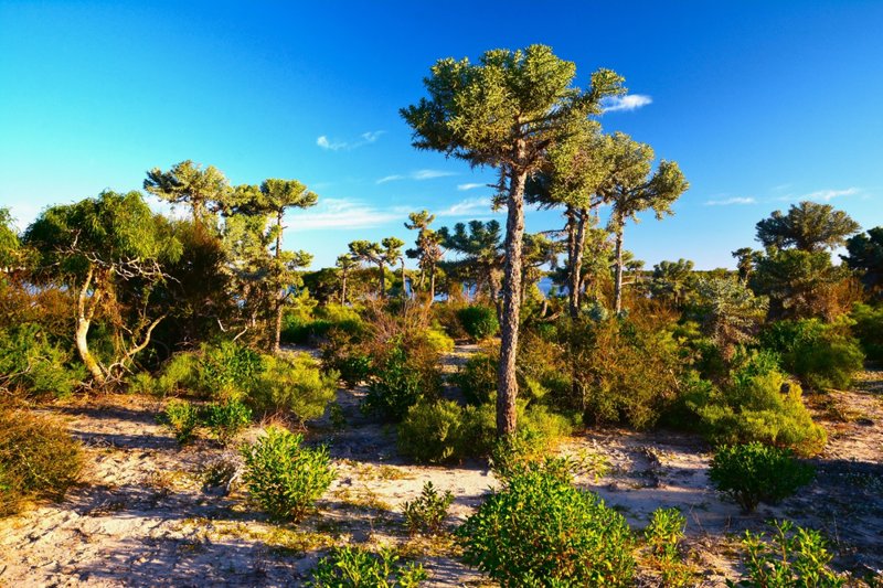 ΔΑΣΟΣ ΠΕΡΙΝΕ – ΑΝΤΑΝΑΝΑΡΙΒΟ – ΤΟΥΛΕΑΡ 