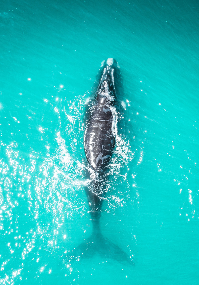 Σαφάρι παρατήρησης φαλαινών