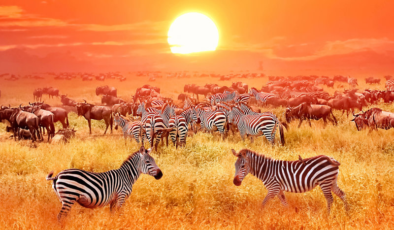 Εθνικό Πάρκο Σερενγκέτι, Τανζανία