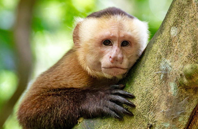 Τα είδη πιθήκων του κολομβιανού Αμαζονίου 