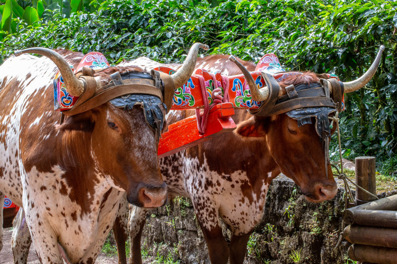 ΑΡΕΝΑΛ – ΣΑΡΤΣΙ – ΣΑΝ ΧΟΣΕ (Ηφαίστειο Ποάς, Φυτεία καφέ)