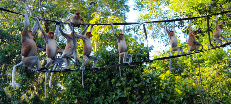 ΣΟΥΚΑΟΥ: Ζούγκλα Κιναμπατανγκάν & Γνωριμία με τοπικές φυλές