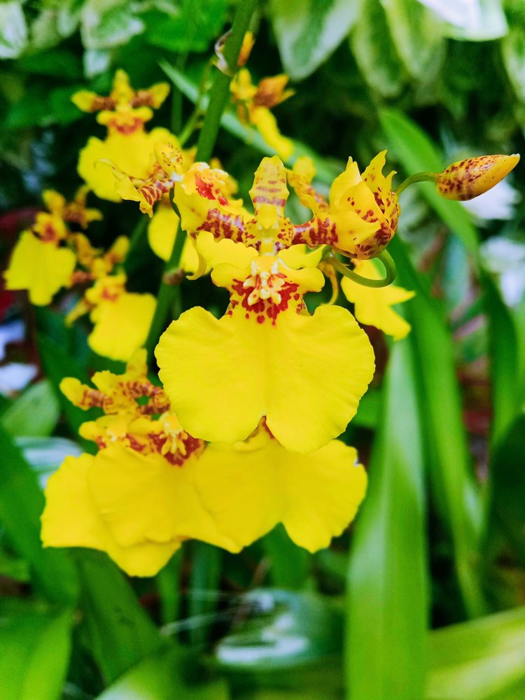 Επίσκεψη στους Βασιλικούς Βοτανικούς Κήπους