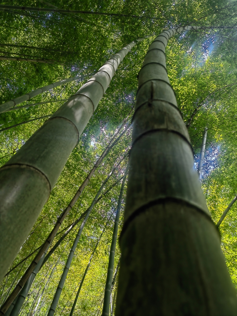 ΚΑΝΑΖΑΟΥΑ – ΔΑΣΟΣ ΑΠΟ ΜΠΑΜΠΟΥ – ΚΙΟΤΟ (1η ξενάγηση)