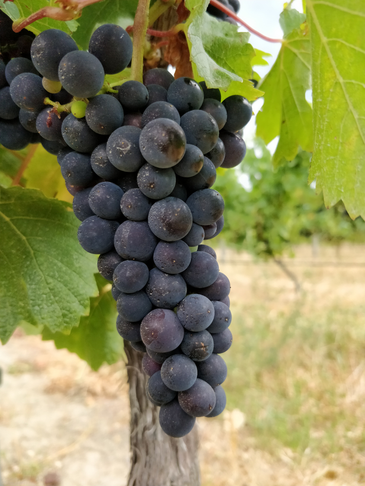 Κάντε υπέροχες γευσιγνωσίες