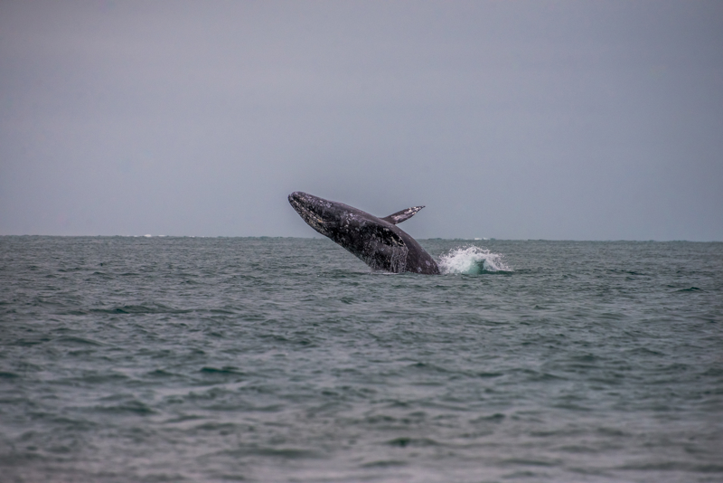 Παρατήρηση φαλαινών
