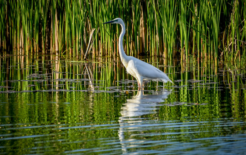 Εκδρομή στις Πρέσπες