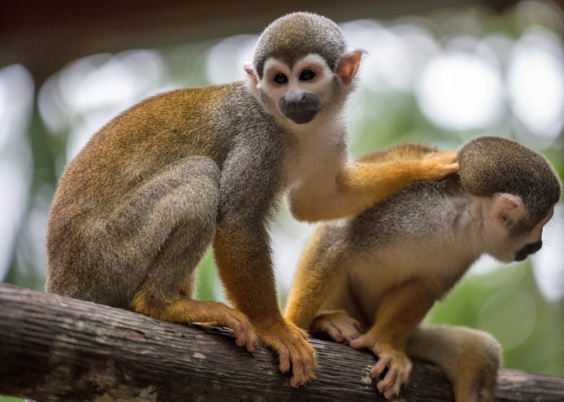 Το Νησί των Μαϊμούδων 