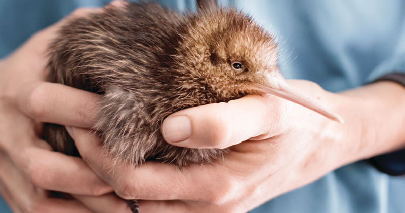 Το Εκκολαπτήριο Κίουι