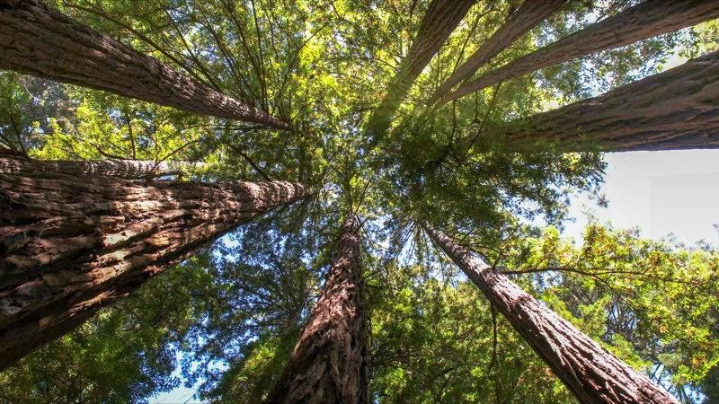 Επισκεφθείτε το Muir Woods