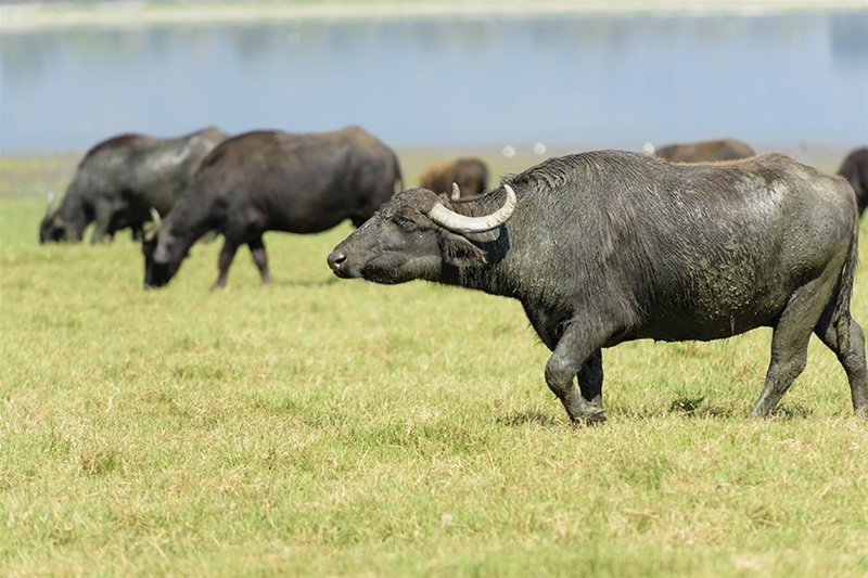 Λίμνη Κερκίνη