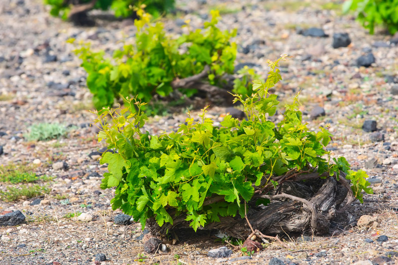Ο αμπελώνας της Σαντορίνης 