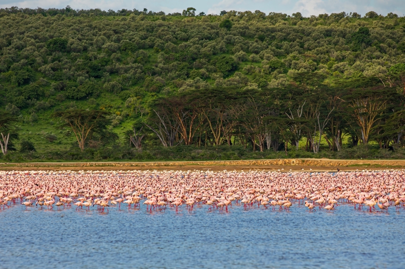 ΜΑΣΑΙ ΜΑΡΑ - ΛΙΜΝΗ ΝΑΚΟΥΡΟΥ