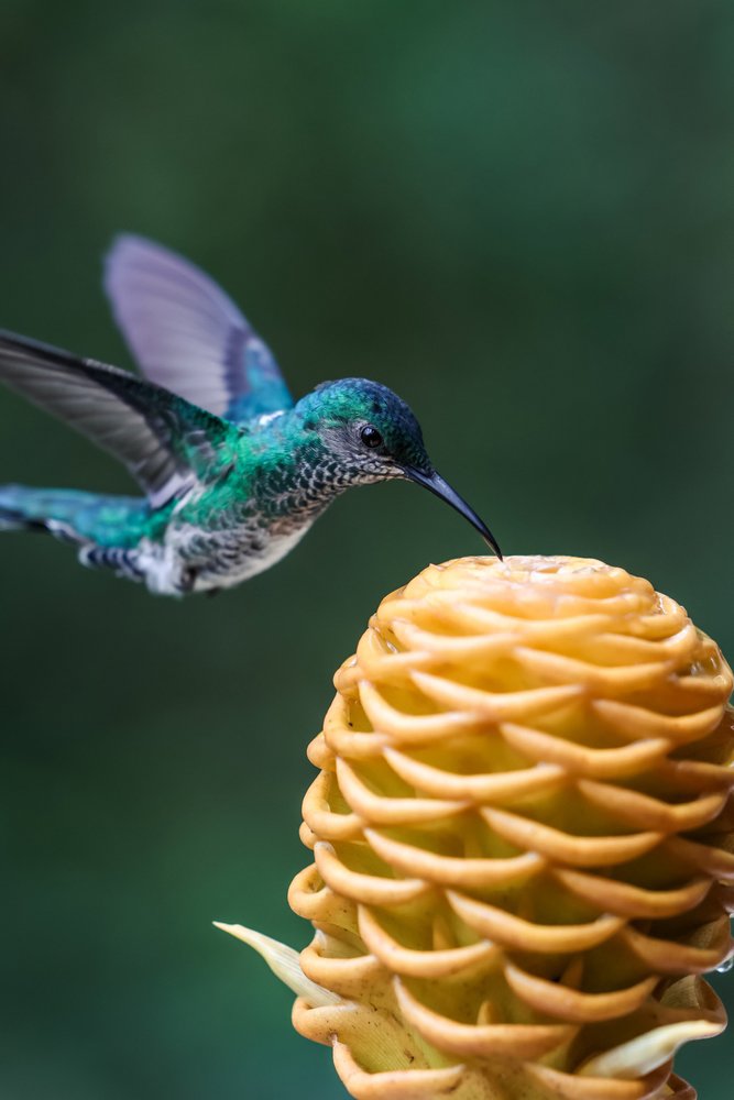 Εκδρομή στη Ζούγκλα Μίντο