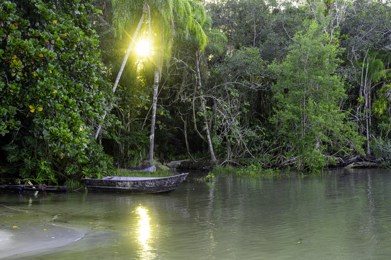 Ζούγκλα Παντανάλ, Βραζιλία