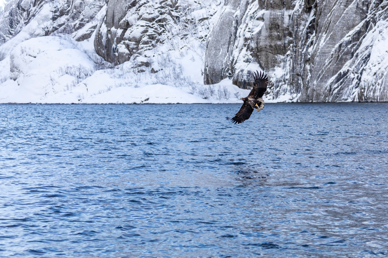 Άγρια ζωή στη νορβηγική φύση