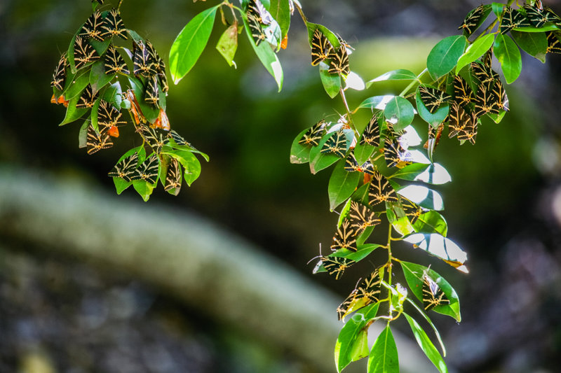 Θα πάμε στην Κοιλάδα των Πεταλούδων 