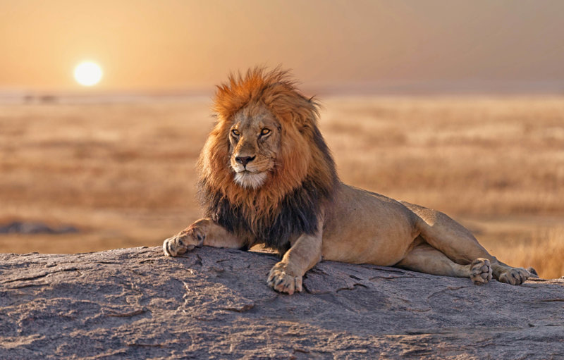  ΣΕΡΕΝΓΚΕΤΙ (ΣΑΦΑΡΙ) 