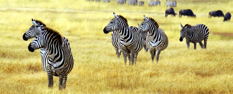 Ζήστε ένα μοναδικό σαφάρι στo Εθνικό Πάρκο Σερενγκέτι