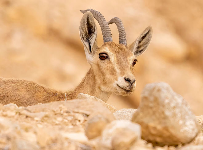 Το τροπικό δάσος Φιλ-Φιλ