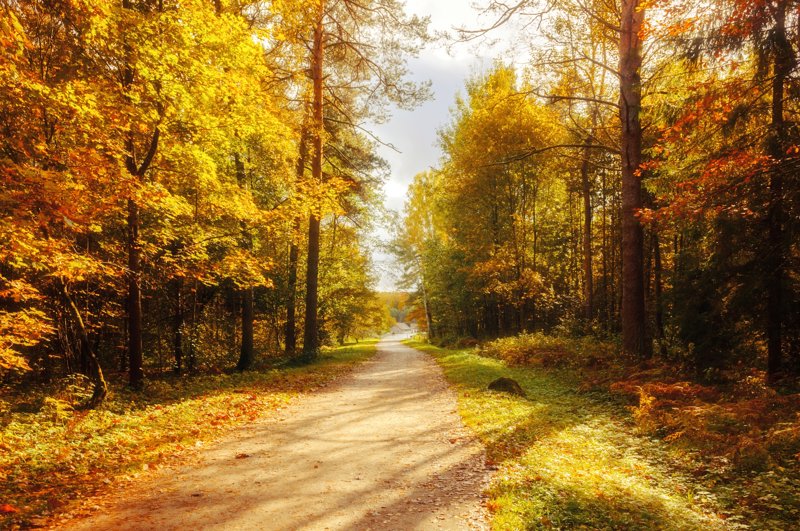 Το εκπληκτικό Δρυοδάσος της Φολόης