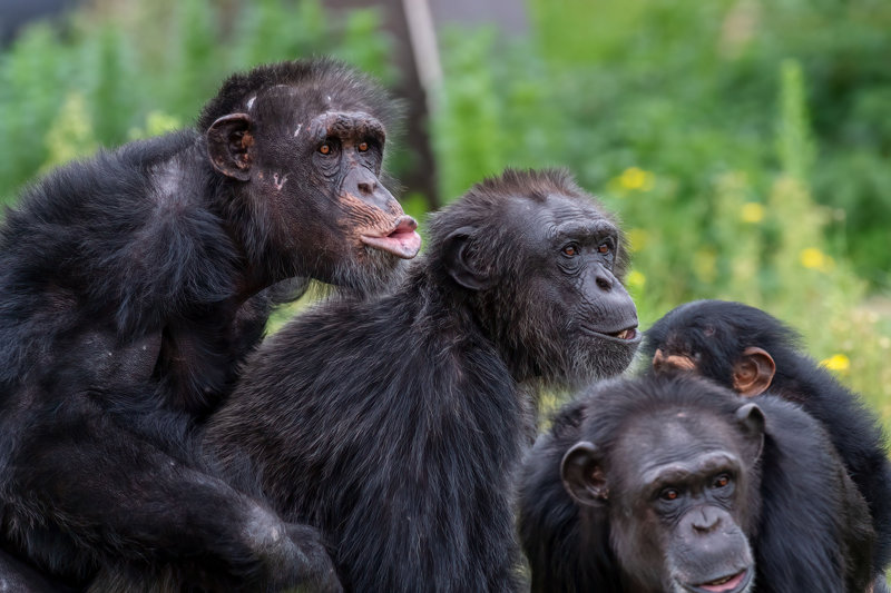 Επίσκεψη στο καταφύγιο χιμπατζήδων Τακουγκάμα