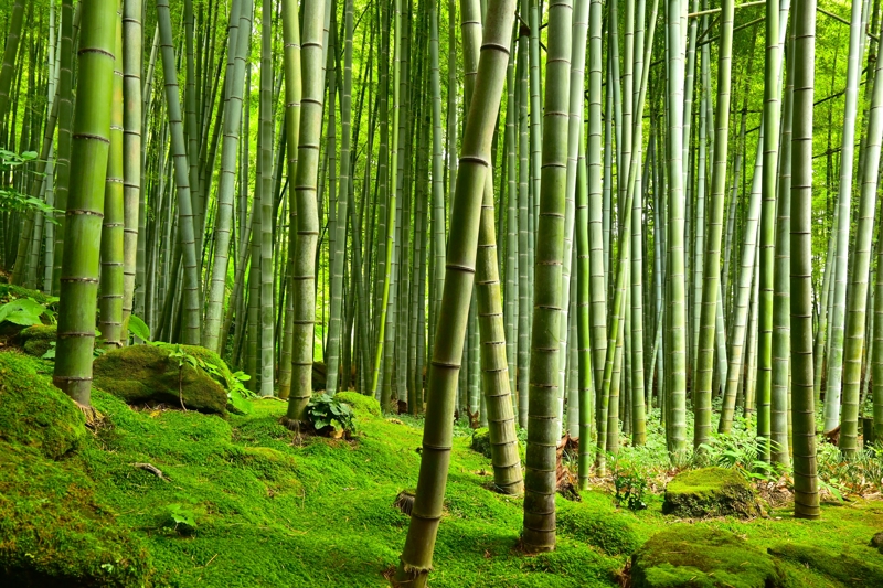 Βόλτα στο Δάσος από Μπαμπού