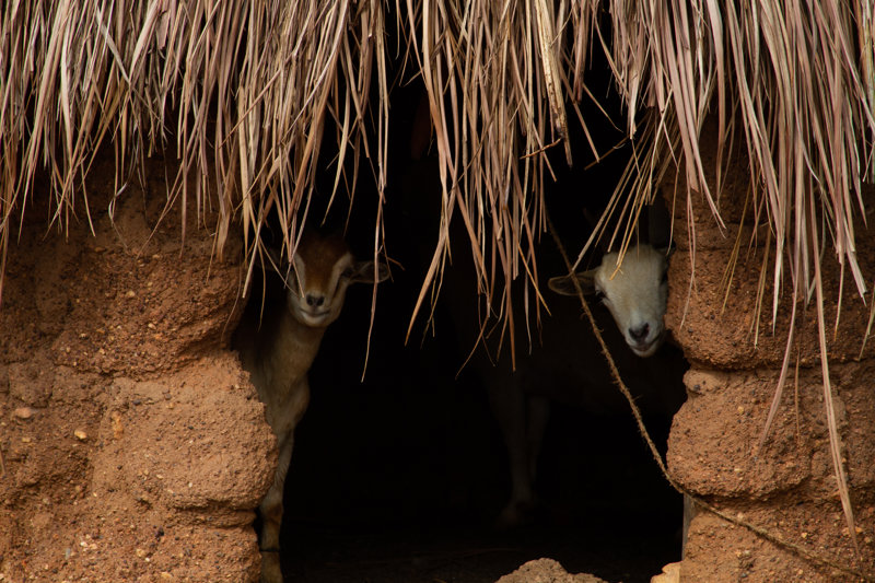 Επίσκεψη σε παραδοσιακό χωριό της βόρειας Ακτής Ελεφαντοστού 